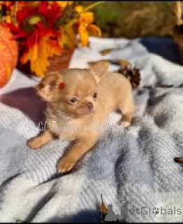 Photo №1. chihuahua - for sale in the city of BELFAST | 723$ | Announcement № 166121