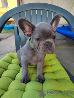 Photo №2 to announcement № 62982 for the sale of french bulldog - buy in Hungary private announcement