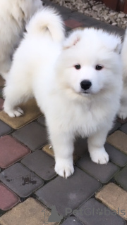 Photo №1. samoyed dog - for sale in the city of Berlin | 317$ | Announcement № 40286