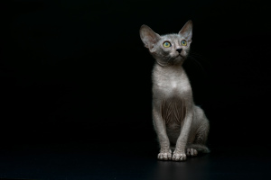 Photo №3. Kittens Liko. Russian Federation
