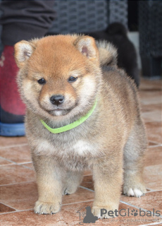 Photo №1. shiba inu - for sale in the city of Kragujevac | negotiated | Announcement № 106786