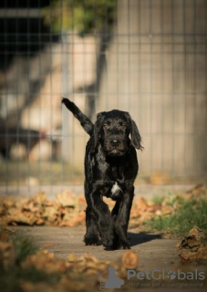 Photo №1. labradoodle - for sale in the city of Москва | negotiated | Announcement № 17985
