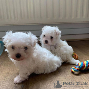 Photo №1. maltese dog - for sale in the city of Kuwait City | negotiated | Announcement № 133664