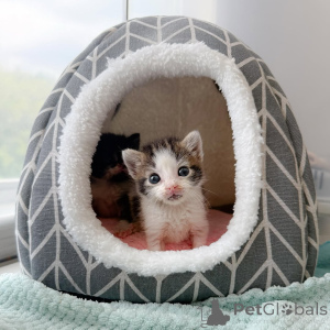 Photo №3. Cute and adorable kittens available for sale. Germany