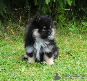 Photo №1. pomeranian - for sale in the city of Doha | negotiated | Announcement № 38558