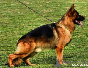Photo №3. German Shepherd puppies. Serbia
