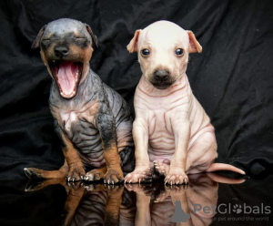 Photo №1. american hairless terrier - for sale in the city of Warsaw | 1215$ | Announcement № 63283