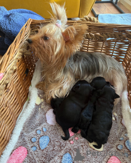 Photo №2 to announcement № 161329 for the sale of yorkshire terrier - buy in Croatia 