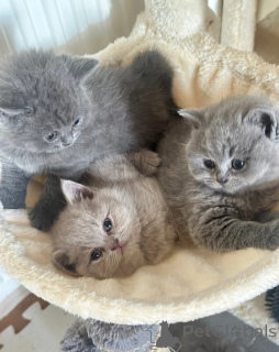 Photo №1. british shorthair - for sale in the city of Nitra | 350$ | Announcement № 170309
