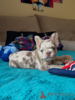 Photo №2 to announcement № 171264 for the sale of french bulldog - buy in Czech Republic breeder