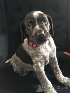 Photo №1. german shorthaired pointer - for sale in the city of Radom | negotiated | Announcement № 87854