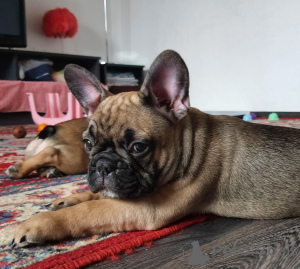 Photo №3. For sale chic, thoroughbred, selfish french bulldog puppies were born on. Belarus