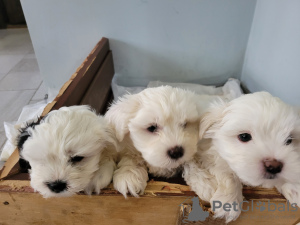 Photo №4. I will sell maltese dog in the city of Батуми. private announcement - price - negotiated
