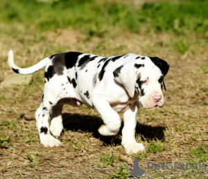 Photo №1. great dane - for sale in the city of Stockholm | negotiated | Announcement № 113237