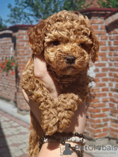 Photo №2 to announcement № 103361 for the sale of poodle (toy) - buy in Serbia breeder