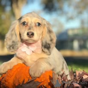 Photo №2 to announcement № 166734 for the sale of dachshund - buy in France private announcement, breeder