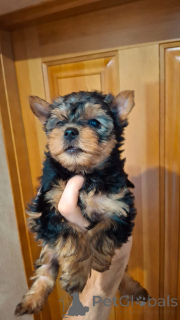 Photo №3. Purebred Yorkshire Terrier puppies.. Lithuania