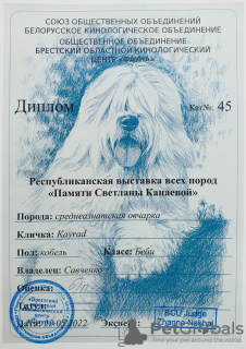 Photo №4. I will sell central asian shepherd dog in the city of Tashkent. breeder - price - 900$