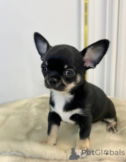 Photo №1. chihuahua - for sale in the city of California | 1000$ | Announcement № 167333
