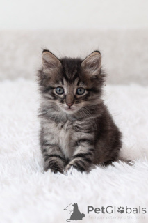 Photo №1.  - for sale in the city of Moscow river | Is free | Announcement № 150133