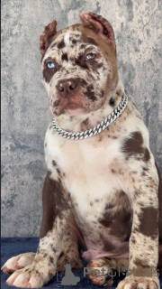 Photo №2 to announcement № 155093 for the sale of cane corso - buy in Switzerland breeder