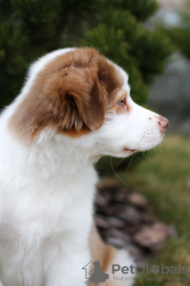 Photo №2 to announcement № 42470 for the sale of australian cattle dog - buy in Belarus from nursery