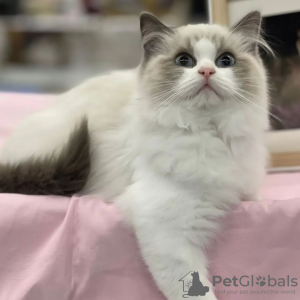 Photo №3. Gccf registered Ragdoll kittens with full pedigree. Germany