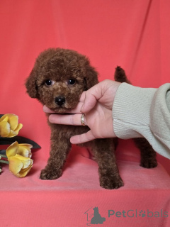 Photo №3. Rote Zwerg pudel welpen. Serbia