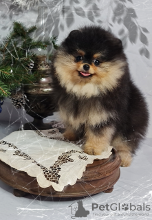 Photo №1. pomeranian - for sale in the city of Москва | 976$ | Announcement № 82523