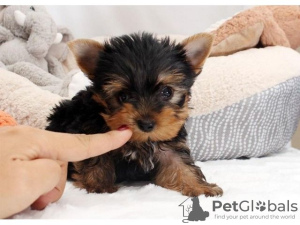 Photo №1. yorkshire terrier - for sale in the city of Adelaide | negotiated | Announcement № 10046