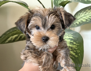 Photo №1. yorkshire terrier - for sale in the city of Tbilisi | 500$ | Announcement № 146218
