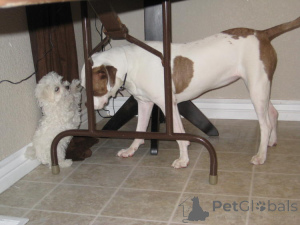 Photo №2 to announcement № 139939 for the sale of maltese dog - buy in Germany 