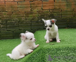 Photo №1. chihuahua - for sale in the city of Porto | 329$ | Announcement № 132050