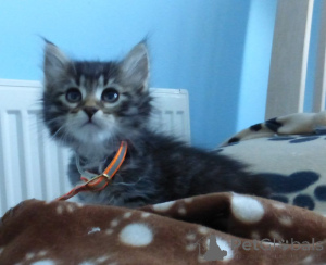 Photo №1. siberian cat - for sale in the city of Jülich | 329$ | Announcement № 149199