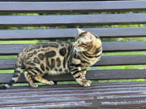 Additional photos: Gorgeous Bengal cat - GrandInterChampion of the breed