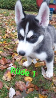 Photo №1. siberian husky - for sale in the city of Würzburg | 1057$ | Announcement № 79531