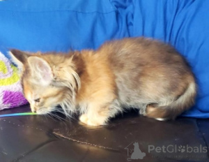 Photo №2 to announcement № 160387 for the sale of munchkin - buy in Germany breeder