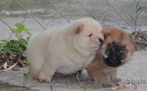 Photo №1. chow chow - for sale in the city of Güteersloh | 599$ | Announcement № 175475