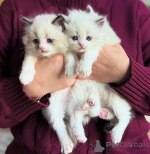 Photo №2 to announcement № 135880 for the sale of  - buy in United States 