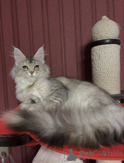 Photo №1. maine coon - for sale in the city of Erba | negotiated | Announcement № 155329