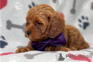 Photo №3. Beautiful Cavapoo Puppies For free adoption. Germany