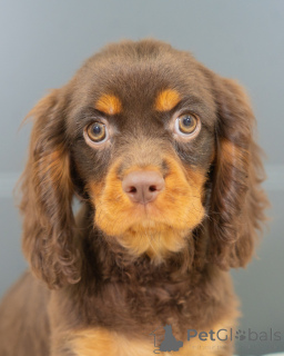 Photo №2 to announcement № 157214 for the sale of cavalier king charles spaniel - buy in Germany private announcement