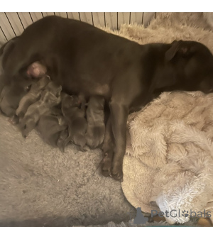 Photo №2 to announcement № 175223 for the sale of staffordshire bull terrier - buy in Germany private announcement