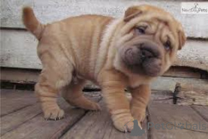 Photo №2 to announcement № 136789 for the sale of shar pei - buy in Germany 