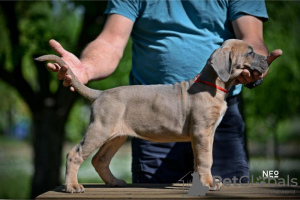 Additional photos: Cane Corso puppies