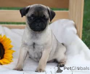 Photo №3. Mopshondpuppy's te koop. Netherlands