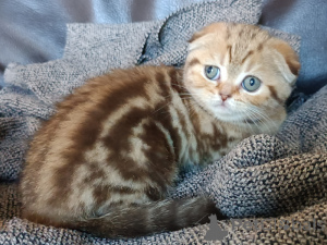 Photo №2 to announcement № 161900 for the sale of scottish fold - buy in Belgium private announcement