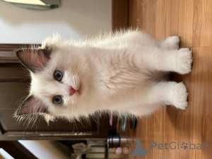 Photo №3. Adorable Male and Female Ragdoll Kitten. Belgium