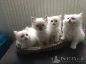 Photo №1. birman - for sale in the city of Франкфурт-на-Майне | Is free | Announcement № 109742