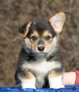 Photo №2 to announcement № 5627 for the sale of welsh corgi - buy in Russian Federation from nursery